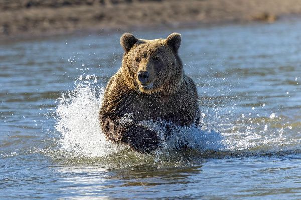 Jones, Adam 아티스트의 Grizzly bear chasing fish in Silver Salmon Creek-Lake Clark National Park and Preserve-Alaska작품입니다.